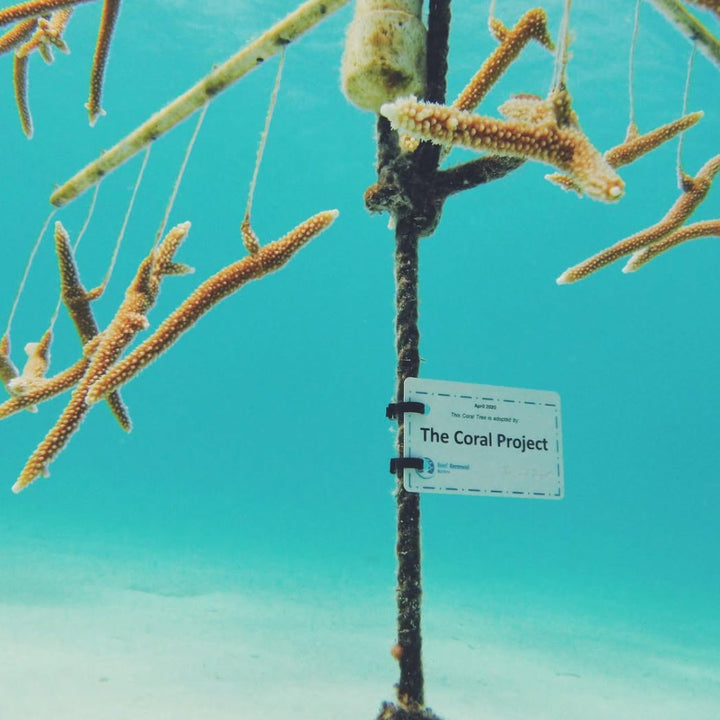 The Coral Project Bracelet