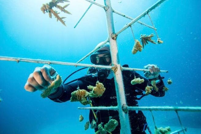 Coral farming: coral grown in an ocean nursery before outplanting, The Coral Project by Lemon & Line