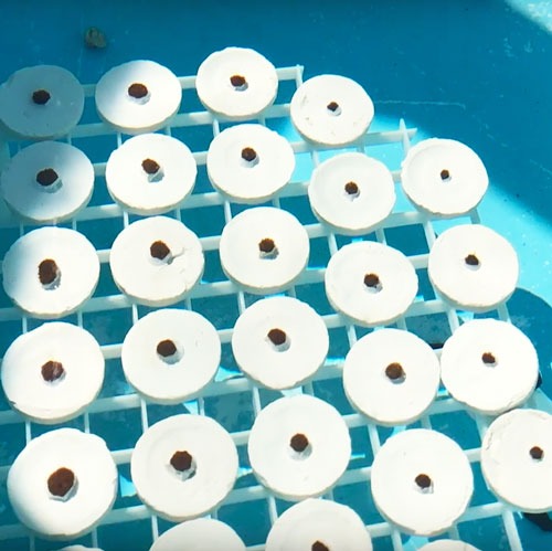 Microfragmentation: small coral fragments grown in a nursery for reef restoration, The Coral Project by Lemon & Line