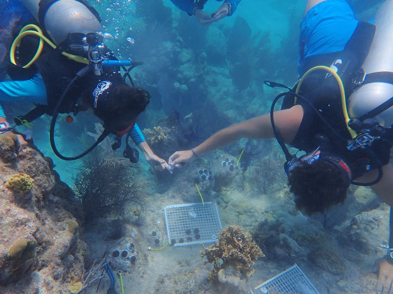 Outplanting: a restored coral planted on a degraded reef, The Coral Project by Lemon & Line