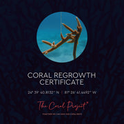 The Coral Project Bracelet